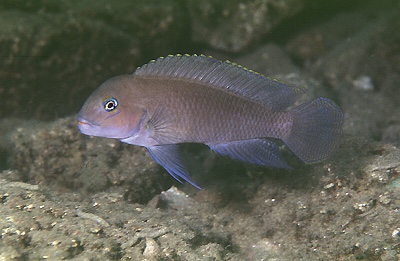 Telmatochromis cf. temporalis 'Magara'